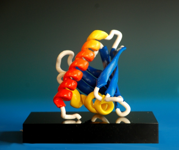A 3d printed model of thermolysin protein painted in graduated colours