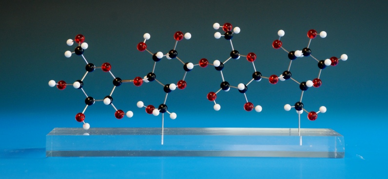 A molecular model of cellulose on a clear acrylic base
