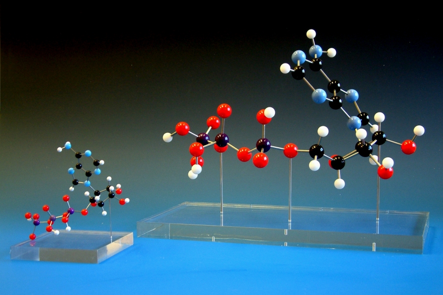 Molecular models of ATP at different scales on acrylic bases