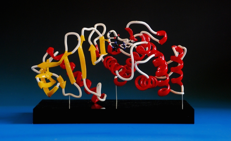 3d printed and painted model of thermolysin protein
