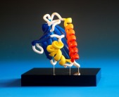 a 3d-printed protein showing graduated colouring